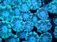 画像2: 【サンゴ】【通販】【オーストラリア産】アワサンゴsp. （Ultra Grade)SMサイズ（個体販売）No.2（生体）（サンゴ） (2)