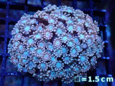 画像1: 【サンゴ】【通販】【オーストラリア産】アワサンゴsp. （Ultra Grade)SMサイズ（個体販売）No.4（生体）（サンゴ） (1)