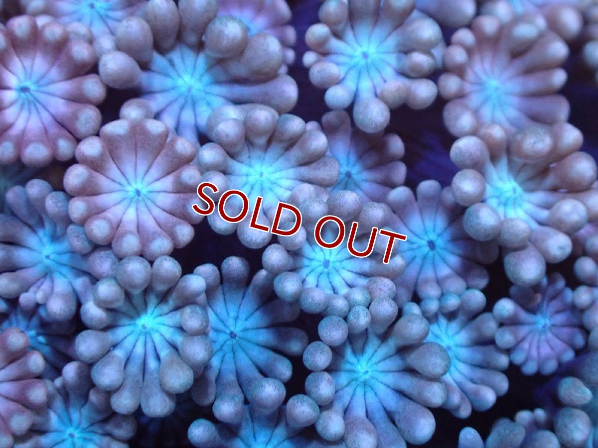 画像2: 【サンゴ】【通販】【オーストラリア産】アワサンゴsp. （Ultra Grade)SMサイズ（個体販売）No.4（生体）（サンゴ） (2)