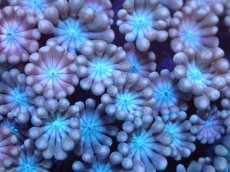 画像2: 【サンゴ】【通販】【オーストラリア産】アワサンゴsp. （Ultra Grade)SMサイズ（個体販売）No.4（生体）（サンゴ） (2)