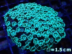 画像1: 【サンゴ】【通販】【オーストラリア産】アワサンゴsp. （Ultra Grade)SMサイズ（個体販売）No.5（生体）（サンゴ） (1)