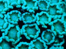 画像2: 【サンゴ】【通販】【オーストラリア産】アワサンゴsp. （Ultra Grade)SMサイズ（個体販売）No.5（生体）（サンゴ） (2)