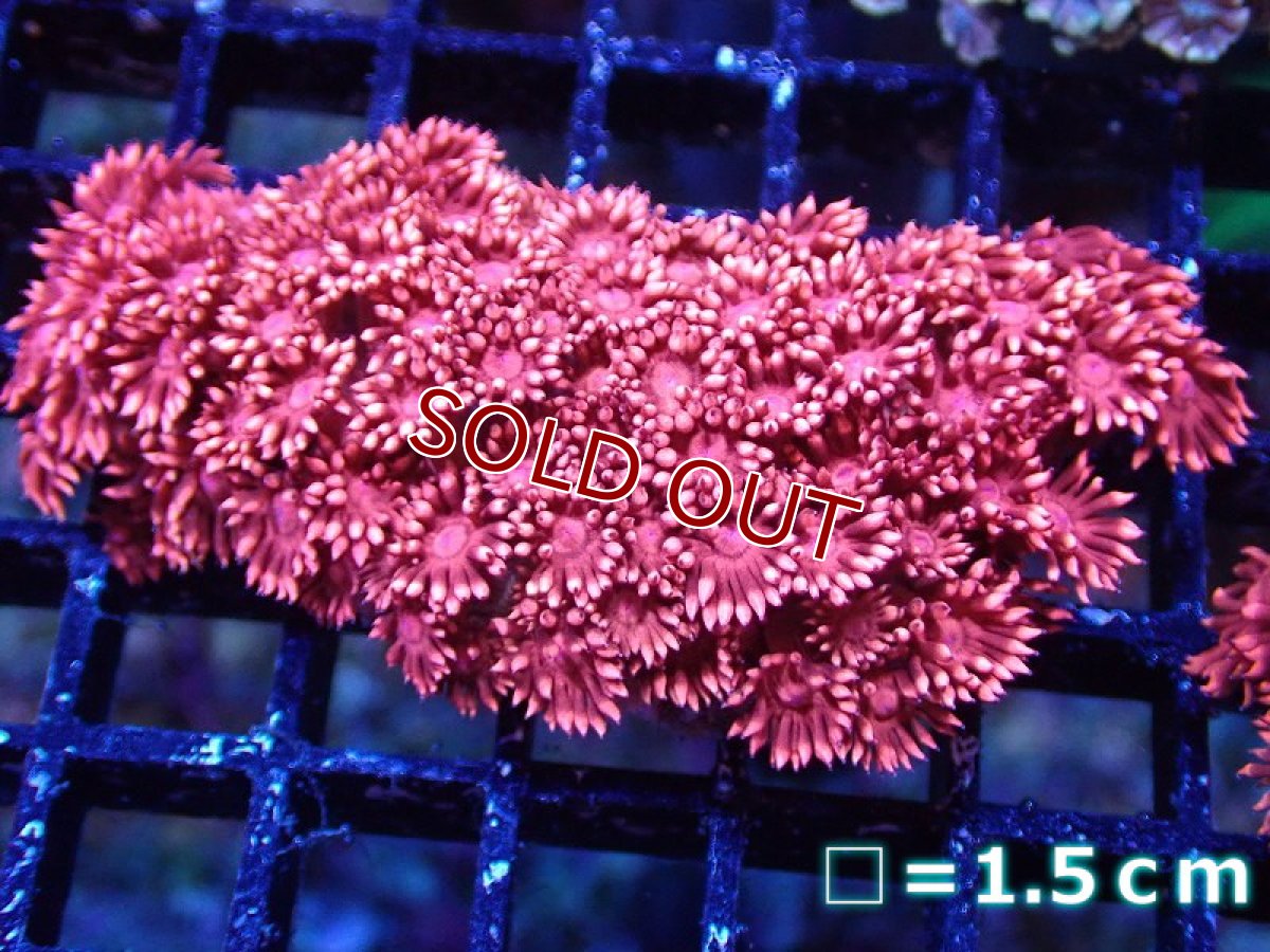 画像1: 【サンゴまとめ買い割引き10％〜20%OFF対象商品】【サンゴ】【通販】【オーストラリア産】ハナガササンゴsp. (Special Red)SMサイズ（個体販売）No.1（生体）（サンゴ） (1)