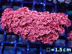 画像1: 【サンゴ】【通販】【オーストラリア産】ハナガササンゴsp. (Special Red)SMサイズ（個体販売）No.1（生体）（サンゴ） (1)