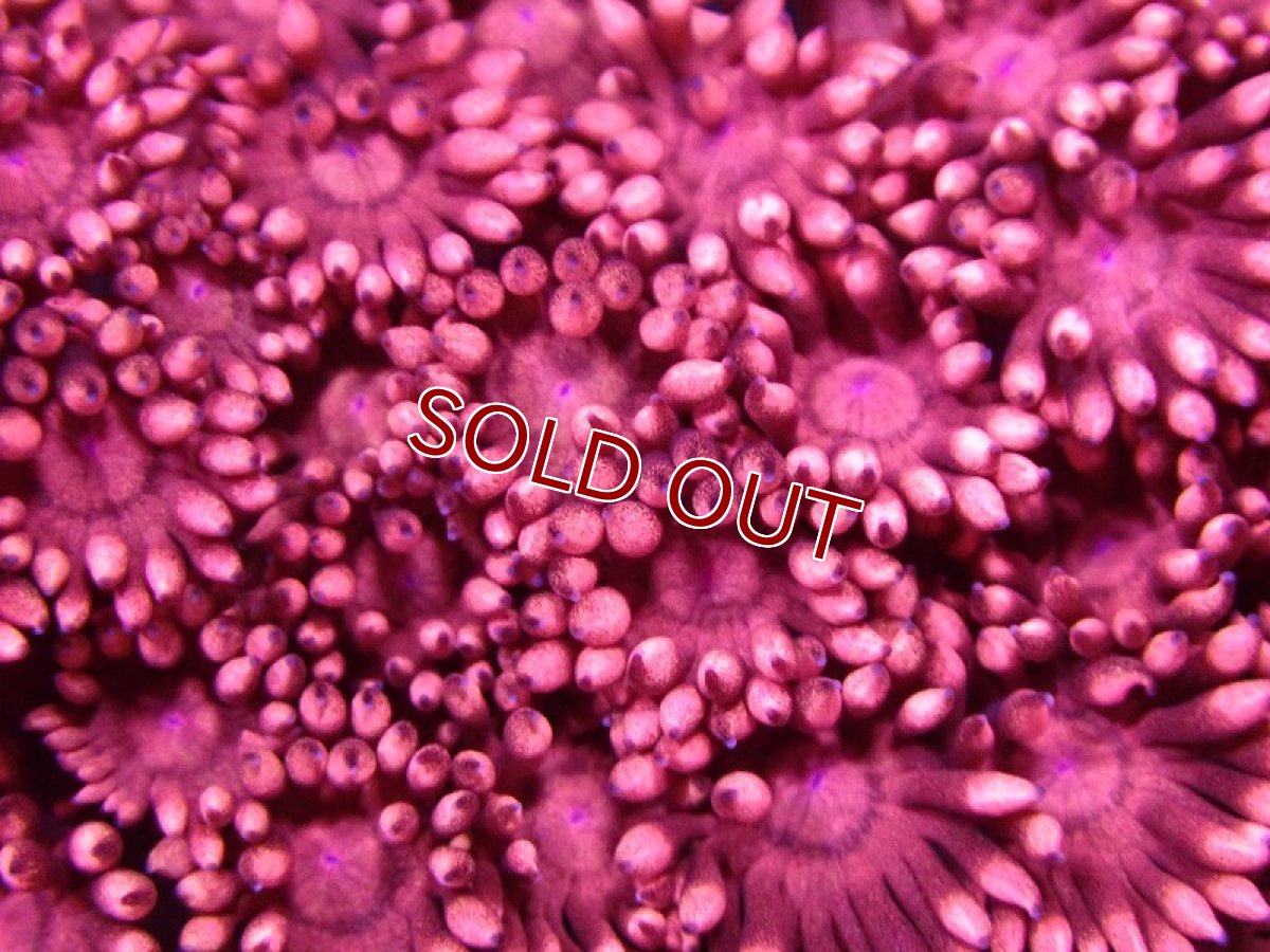 画像2: 【サンゴまとめ買い割引き10％〜20%OFF対象商品】【サンゴ】【通販】【オーストラリア産】ハナガササンゴsp. (Special Red)SMサイズ（個体販売）No.1（生体）（サンゴ） (2)