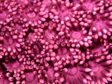 画像2: 【サンゴ】【通販】【オーストラリア産】ハナガササンゴsp. (Special Red)SMサイズ（個体販売）No.1（生体）（サンゴ） (2)