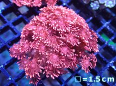 画像1: 【サンゴ】【通販】【オーストラリア産】ハナガササンゴsp. (Special Red)SMサイズ（個体販売）No.2（生体）（サンゴ） (1)
