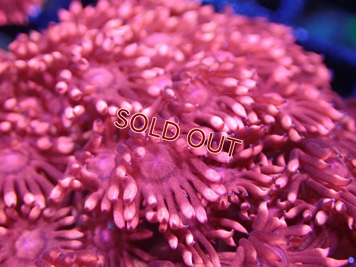 画像2: 【サンゴまとめ買い割引き10％〜20%OFF対象商品】【サンゴ】【通販】【オーストラリア産】ハナガササンゴsp. (Special Red)SMサイズ（個体販売）No.2（生体）（サンゴ） (2)
