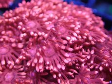 画像2: 【サンゴ】【通販】【オーストラリア産】ハナガササンゴsp. (Special Red)SMサイズ（個体販売）No.2（生体）（サンゴ） (2)