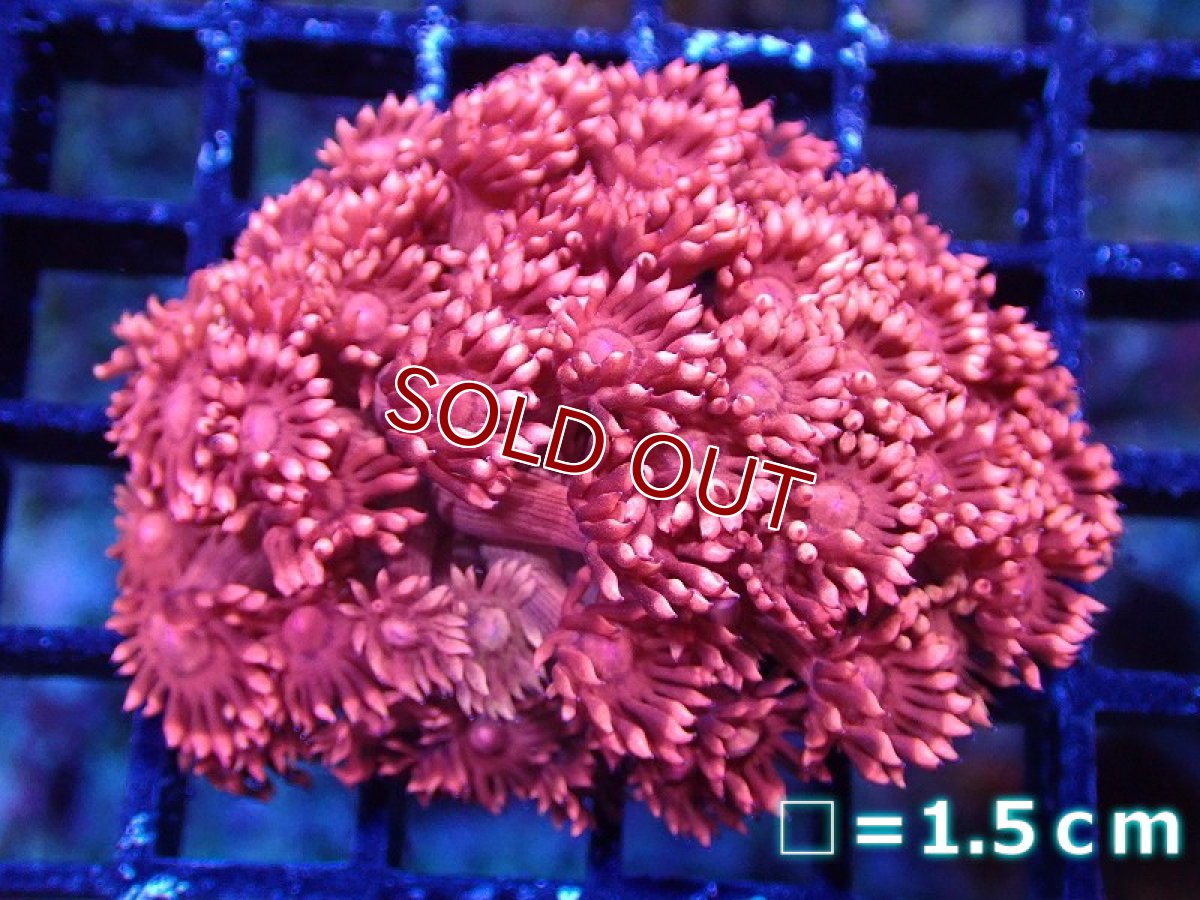 画像1: 【サンゴまとめ買い割引き10％〜20%OFF対象商品】【サンゴ】【通販】【オーストラリア産】ハナガササンゴsp. (Special Red)SMサイズ（個体販売）No.3（生体）（サンゴ） (1)
