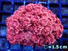 画像1: 【サンゴ】【通販】【オーストラリア産】ハナガササンゴsp. (Special Red)SMサイズ（個体販売）No.3（生体）（サンゴ） (1)