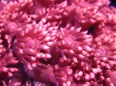 画像2: 【サンゴ】【通販】【オーストラリア産】ハナガササンゴsp. (Special Red)SMサイズ（個体販売）No.3（生体）（サンゴ） (2)