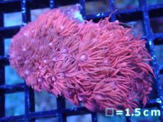 画像1: 【サンゴ】【通販】【オーストラリア産】ハナガササンゴsp. (Special Pink)SMサイズ（個体販売）No.1（生体）（サンゴ） (1)