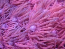 画像2: 【サンゴ】【通販】【オーストラリア産】ハナガササンゴsp. (Special Pink)SMサイズ（個体販売）No.1（生体）（サンゴ） (2)