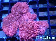 画像1: 【サンゴ】【通販】【オーストラリア産】ハナガササンゴsp. (Special Pink)SMサイズ（個体販売）No.2（生体）（サンゴ） (1)