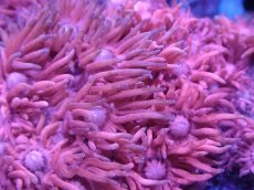 画像2: 【サンゴ】【通販】【オーストラリア産】ハナガササンゴsp. (Special Pink)SMサイズ（個体販売）No.2（生体）（サンゴ） (2)