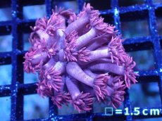 画像1: 【サンゴ】【通販】【オーストラリア産】ハナガササンゴsp. (Special Pink)Sサイズ（個体販売）No.3（生体）（サンゴ） (1)