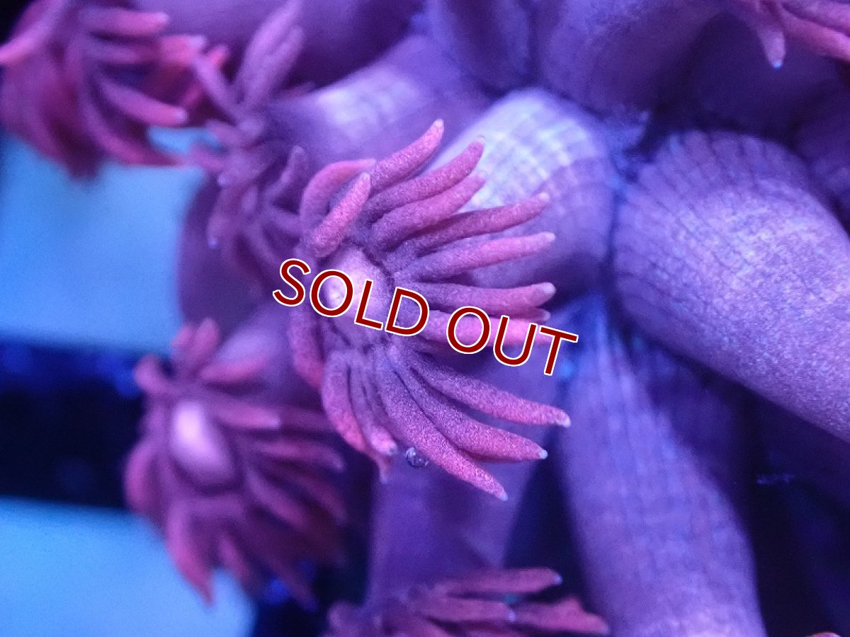 画像2: 【サンゴまとめ買い割引き10％〜20%OFF対象商品】【サンゴ】【通販】【オーストラリア産】ハナガササンゴsp. (Special Pink)Sサイズ（個体販売）No.3（生体）（サンゴ） (2)