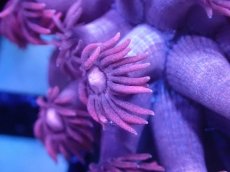 画像2: 【サンゴ】【通販】【オーストラリア産】ハナガササンゴsp. (Special Pink)Sサイズ（個体販売）No.3（生体）（サンゴ） (2)