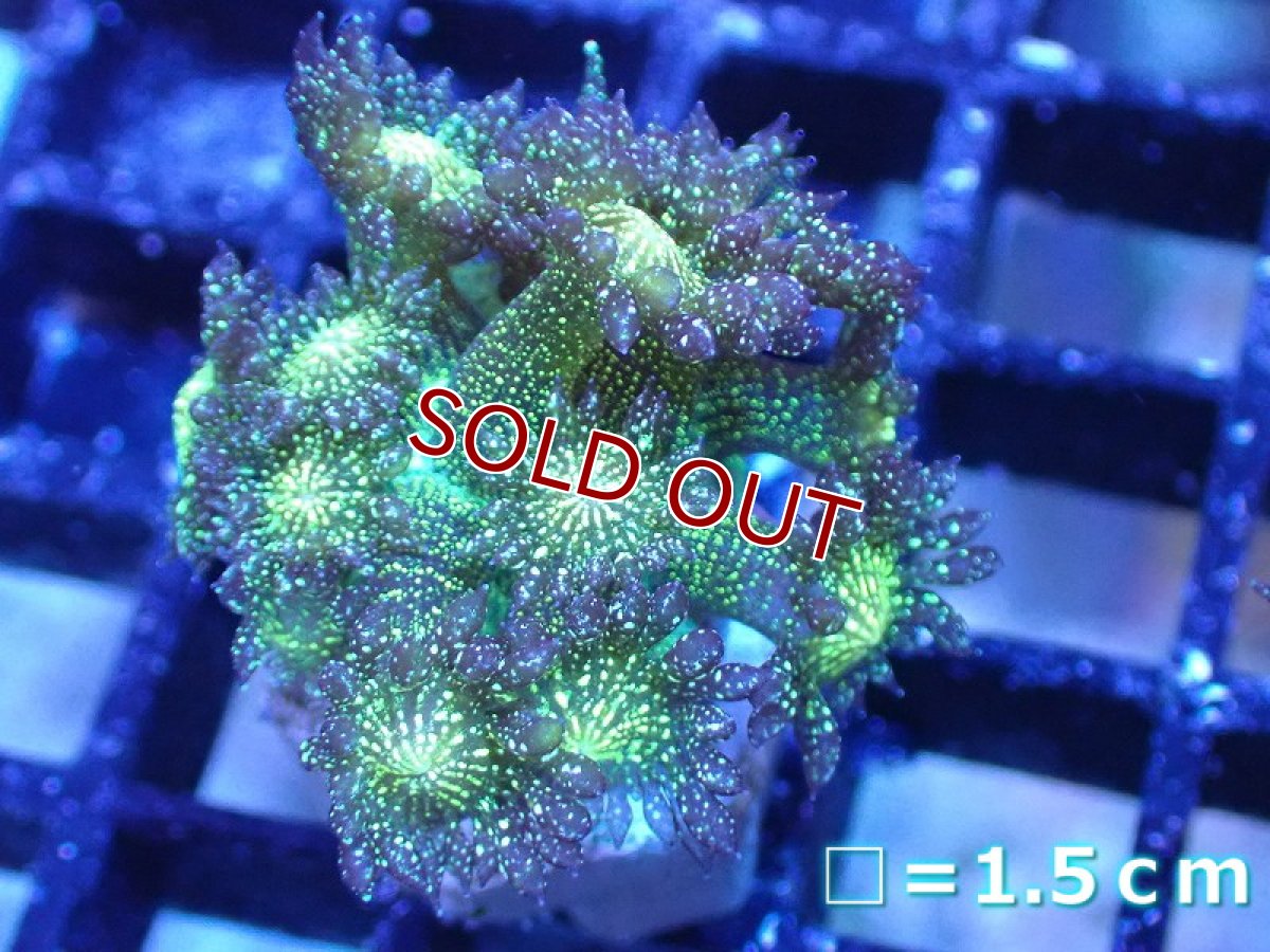 画像1: 【サンゴまとめ買い割引き10％〜20%OFF対象商品】【サンゴ】【通販】【オーストラリア産】ハナガササンゴsp. (Glitter/フラグ）（個体販売）No.1（生体）（サンゴ） (1)