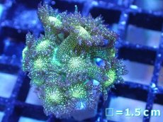 画像1: 【サンゴ】【通販】【オーストラリア産】ハナガササンゴsp. (Glitter/フラグ）（個体販売）No.1（生体）（サンゴ） (1)