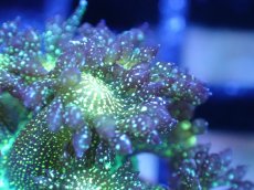 画像2: 【サンゴ】【通販】【オーストラリア産】ハナガササンゴsp. (Glitter/フラグ）（個体販売）No.1（生体）（サンゴ） (2)