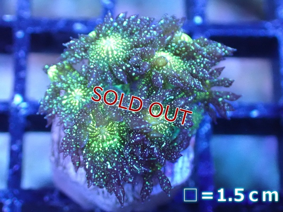 画像1: 【サンゴまとめ買い割引き10％〜20%OFF対象商品】【サンゴ】【通販】【オーストラリア産】ハナガササンゴsp. (Glitter/フラグ）（個体販売）No.2（生体）（サンゴ） (1)