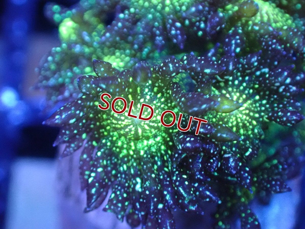画像2: 【サンゴまとめ買い割引き10％〜20%OFF対象商品】【サンゴ】【通販】【オーストラリア産】ハナガササンゴsp. (Glitter/フラグ）（個体販売）No.2（生体）（サンゴ） (2)