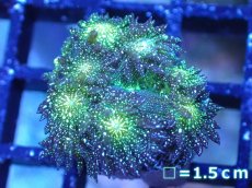 画像1: 【サンゴ】【通販】【オーストラリア産】ハナガササンゴsp. (Glitter/フラグ）（個体販売）No.3（生体）（サンゴ） (1)
