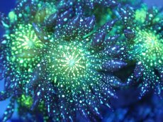 画像2: 【サンゴ】【通販】【オーストラリア産】ハナガササンゴsp. (Glitter/フラグ）（個体販売）No.3（生体）（サンゴ） (2)