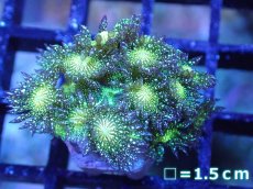 画像1: 【サンゴ】【通販】【オーストラリア産】ハナガササンゴsp. (Glitter/フラグ）（個体販売）No.4（生体）（サンゴ） (1)