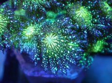 画像2: 【サンゴ】【通販】【オーストラリア産】ハナガササンゴsp. (Glitter/フラグ）（個体販売）No.4（生体）（サンゴ） (2)