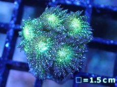 画像1: 【サンゴ】【通販】【オーストラリア産】ハナガササンゴsp. (Glitter/フラグ）（個体販売）No.5（生体）（サンゴ） (1)