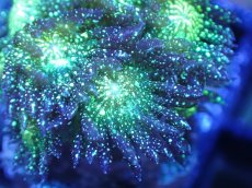 画像2: 【サンゴ】【通販】【オーストラリア産】ハナガササンゴsp. (Glitter/フラグ）（個体販売）No.5（生体）（サンゴ） (2)