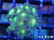 画像1: 【サンゴ】【通販】【オーストラリア産】ハナガササンゴsp. (Glitter/フラグ）（個体販売）No.6（生体）（サンゴ） (1)