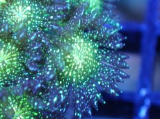 画像2: 【サンゴ】【通販】【オーストラリア産】ハナガササンゴsp. (Glitter/フラグ）（個体販売）No.6（生体）（サンゴ） (2)