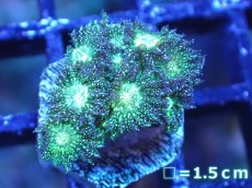 画像1: 【サンゴ】【通販】【オーストラリア産】ハナガササンゴsp. (Glitter/フラグ）（個体販売）No.7（生体）（サンゴ） (1)
