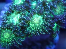 画像2: 【サンゴ】【通販】【オーストラリア産】ハナガササンゴsp. (Glitter/フラグ）（個体販売）No.7（生体）（サンゴ） (2)