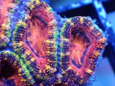 画像1: 【サンゴまとめ買い割引き10％〜20%OFF対象商品】【サンゴ】【通販】【オーストラリア産】カクオオトゲキクメイシ（Ultra/Special Rainbow)（個体販売）No.1（生体）（サンゴ） (1)