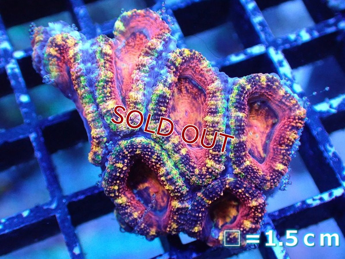 画像2: 【サンゴまとめ買い割引き10％〜20%OFF対象商品】 【サンゴ】【通販】【オーストラリア産】カクオオトゲキクメイシ（Ultra/Special Rainbow)（個体販売）No.1（生体）（サンゴ） (2)
