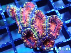 画像2: 【サンゴまとめ買い割引き10％〜20%OFF対象商品】【サンゴ】【通販】【オーストラリア産】カクオオトゲキクメイシ（Ultra/Special Rainbow)（個体販売）No.1（生体）（サンゴ） (2)