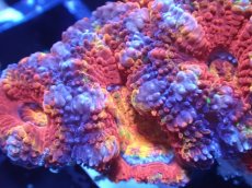 画像1: 【サンゴまとめ買い割引き10％〜20%OFF対象商品】【サンゴ】【通販】【オーストラリア産】カクオオトゲキクメイシ（Ultra/Special Rainbow)（個体販売）No.2（生体）（サンゴ） (1)