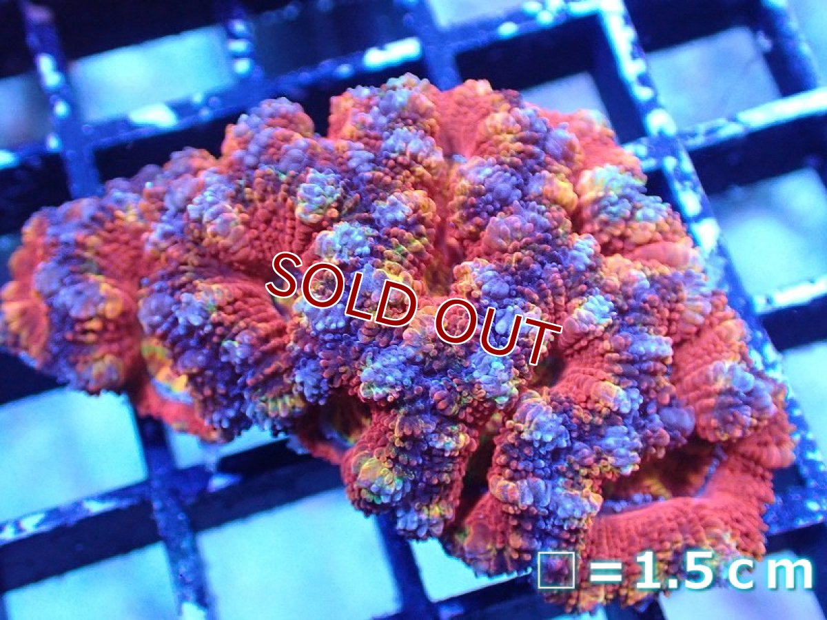 画像2: 【サンゴ】【通販】【オーストラリア産】カクオオトゲキクメイシ（Ultra/Special Rainbow)（個体販売）No.2（生体）（サンゴ） (2)