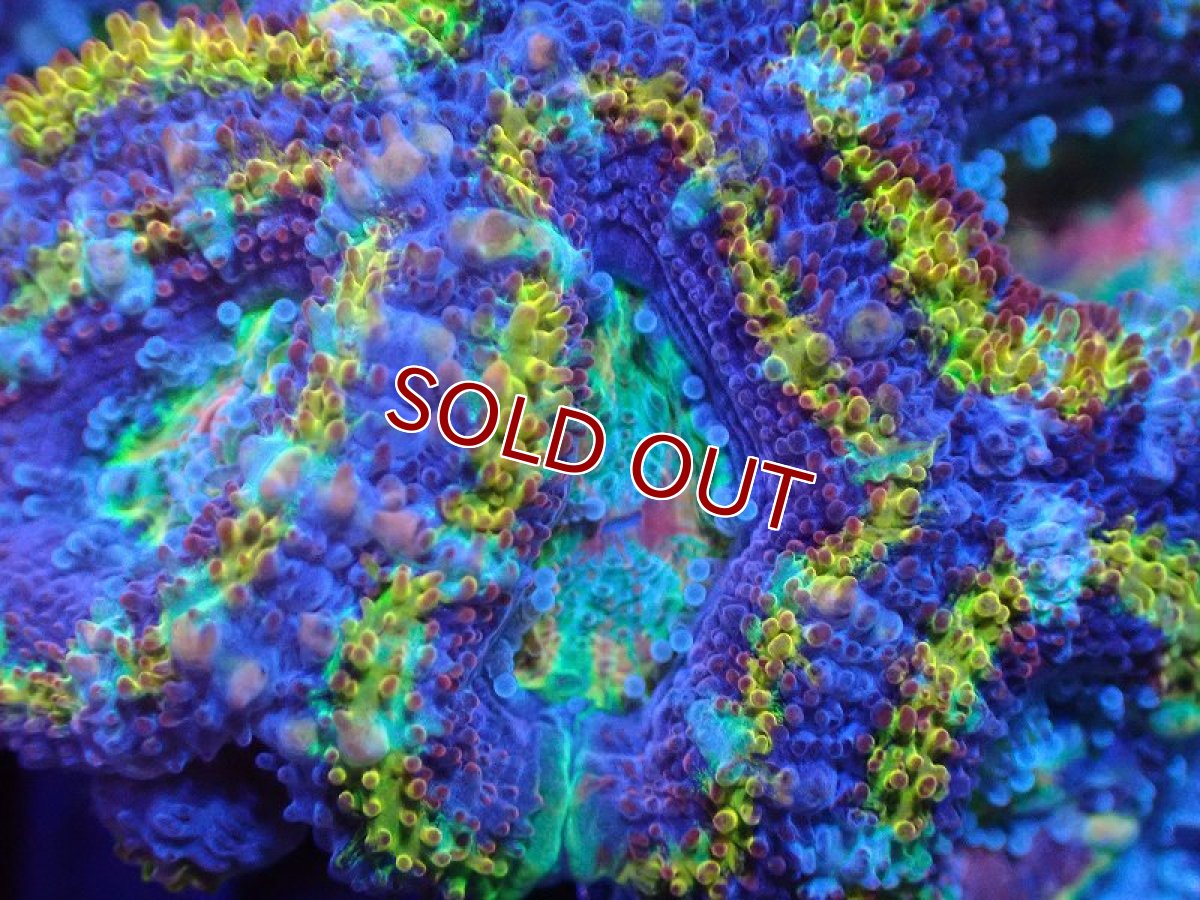 画像1: 【サンゴ】【通販】【オーストラリア産】カクオオトゲキクメイシ（Ultra/Special Rainbow)（個体販売）No.3（生体）（サンゴ） (1)