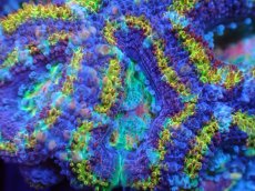 画像1: 【サンゴまとめ買い割引き10％〜20%OFF対象商品】【サンゴ】【通販】【オーストラリア産】カクオオトゲキクメイシ（Ultra/Special Rainbow)（個体販売）No.3（生体）（サンゴ） (1)