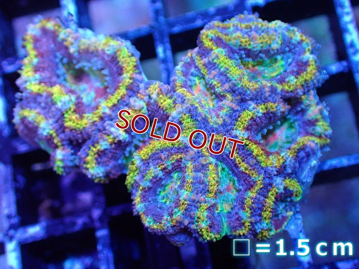 画像2: 【サンゴ】【通販】【オーストラリア産】カクオオトゲキクメイシ（Ultra/Special Rainbow)（個体販売）No.3（生体）（サンゴ） (2)