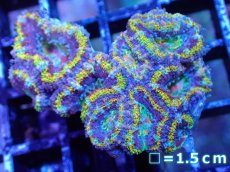 画像2: 【サンゴまとめ買い割引き10％〜20%OFF対象商品】【サンゴ】【通販】【オーストラリア産】カクオオトゲキクメイシ（Ultra/Special Rainbow)（個体販売）No.3（生体）（サンゴ） (2)