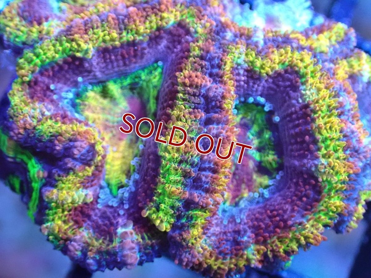 画像1: 【サンゴ】【通販】【オーストラリア産】カクオオトゲキクメイシ（Ultra/Special Rainbow)（個体販売）No.4（生体）（サンゴ） (1)