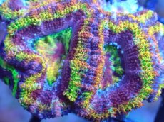 画像1: 【サンゴ】【通販】【オーストラリア産】カクオオトゲキクメイシ（Ultra/Special Rainbow)（個体販売）No.4（生体）（サンゴ） (1)