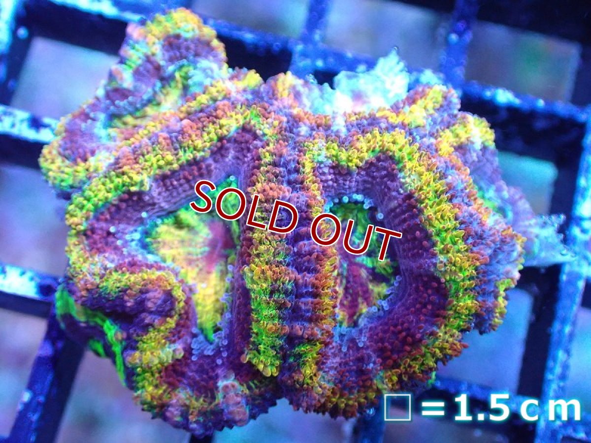 画像2: 【サンゴ】【通販】【オーストラリア産】カクオオトゲキクメイシ（Ultra/Special Rainbow)（個体販売）No.4（生体）（サンゴ） (2)